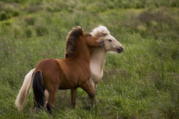 Iceland Icelandic horses getting feisty